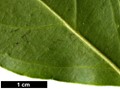 SpeciesSub: subsp. melanotricha